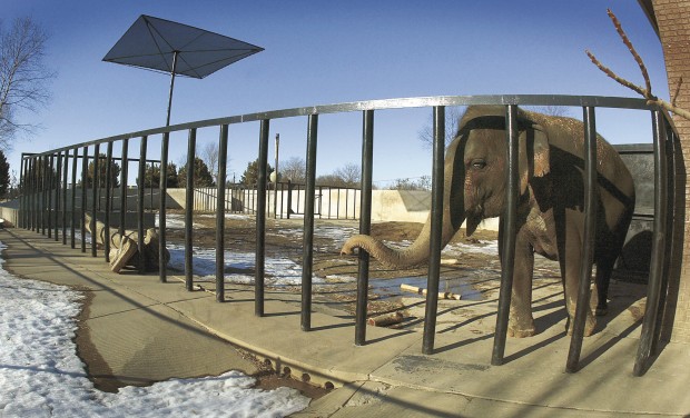 Niabi Zoo Elephants